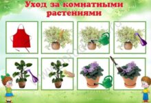 Photo of Выбор места для размещения растений